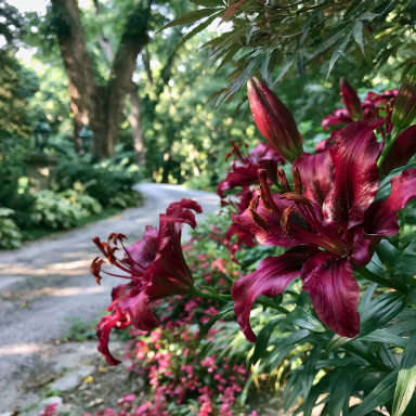3  'Happy Love' Lily (Lilium 'Happy Love') Bulbs