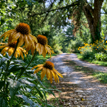 Kismet Yellow Compact Cone Flower/ Echinacea in 4 Inch Pots, Great Starter Plants!
