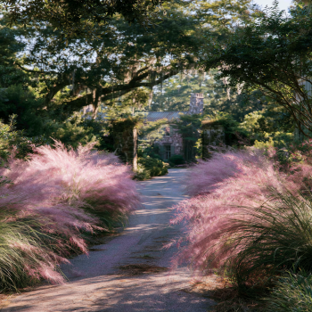 Pink Muhly Grass Plant in a 4 Inch Container