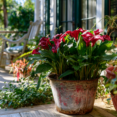 5 Red Calla Lily Bulbs Bulbs
