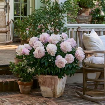 Shirley Temple Bareroot Peony, 2-3 Eye, Great for Fall or Spring Planting!