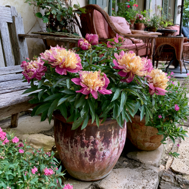 Peony “Bowl of Beauty” BAREROOT Paeonia lactiflora