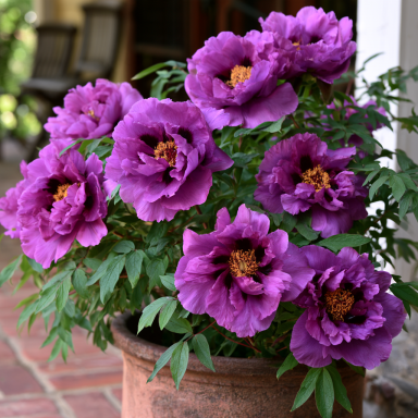 'Purple Sensation' Itoh Peony (Paeonia intersectional hybrid)- Big bareroot 2-3 eye