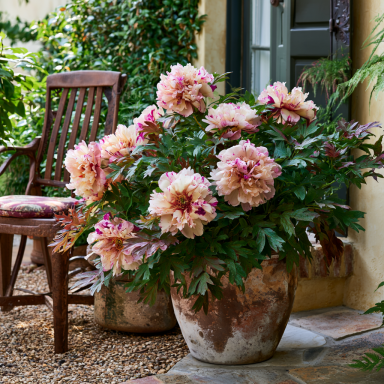 All That Jazz Itoh Peony: Big bareroot 2-3 eye-- Great for Spring or Fall Planting!