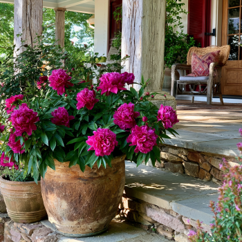 Karl Rosenfield Potted Peony, 2-3 Eye, Trade Gallon Container, (0.667 gallons of dirt)
