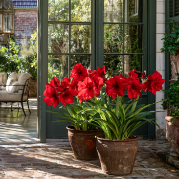 Red Lion Amaryllis Bulbs 24-28cm