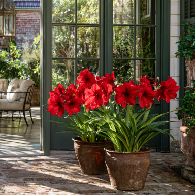 Red Lion Amaryllis Bulbs 24-28cm