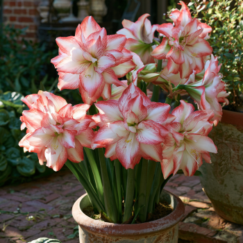Blossom Peacock Amaryllis Big Double Bloom, you choose amount!