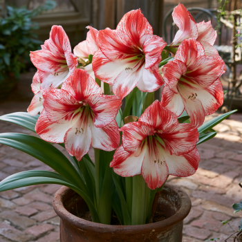 Charisma Amaryllis Bulb Single Blooming