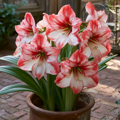 Charisma Amaryllis Bulb Single Blooming
