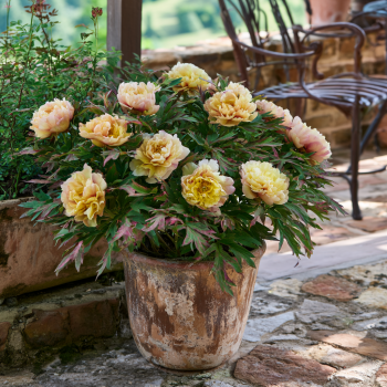 Canary Brilliance Itoh Peony: Big Bareroot-- Great for Spring or Fall Planting!