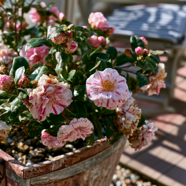 April Dawn Camellia in 4 inch pot *Cold and Heat Sensitive* Cannot Ship Out of the USA