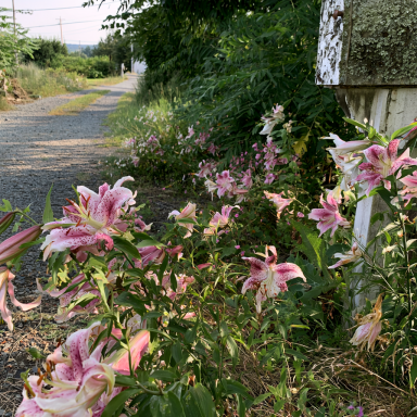 5 Anastasia Oriental Trumpet Lily Bulbs