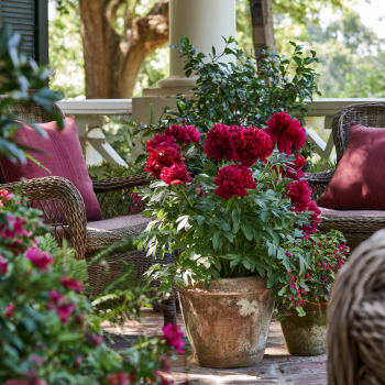 Red Charm Bareroot Peony, 2-3 Eye, Great for Fall or Spring Planting!