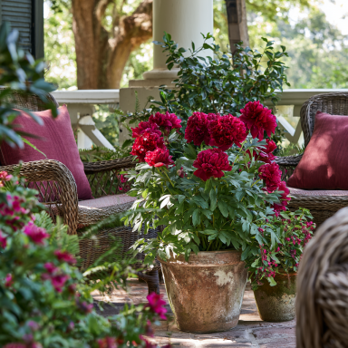 Red Charm Bareroot Peony, 2-3 Eye, Great for Fall or Spring Planting!