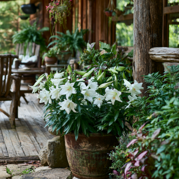 5 Casa Blanca Lily Bulbs