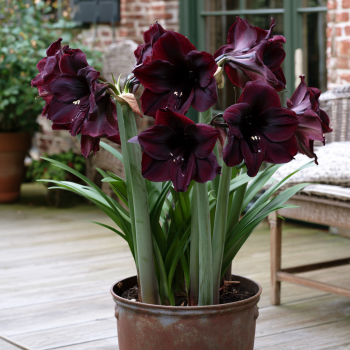 Black Pearl Dark Red Blooming Amaryllis Bulb, Great for Winter Forcing!