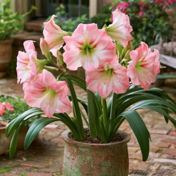 Amaryllis Apple Blossom Healthy Bulb 28-36cm! Great Holiday Gift! Easy Grow Bulbs!