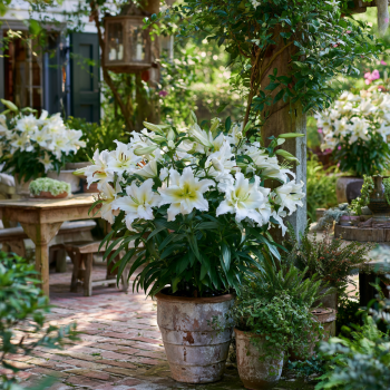 5 Bafferari Oriental Lily Bulbs