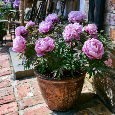 'First Arrival' Bareroot Itoh Peony, 2-3 Eye- Great for Fall Planting!!