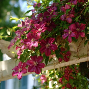 Clematis ‘Earnest Markham’ in a 4″ pot– You Choose Amount!!!