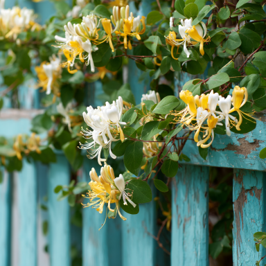 Honeysuckle Vine Plant, Rooted Vines – Small Plant 3.5 inch pot, you choose amount