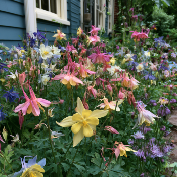 Aquilegia Canadensis 'Columbine Mix' Plants in a 3.5' Pot