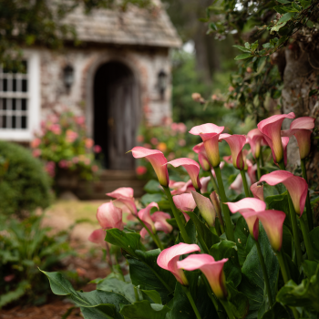 Pink Calla Lily Bulbs
