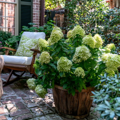 Hydrangea Limelight – 4 Inch Starter Plant