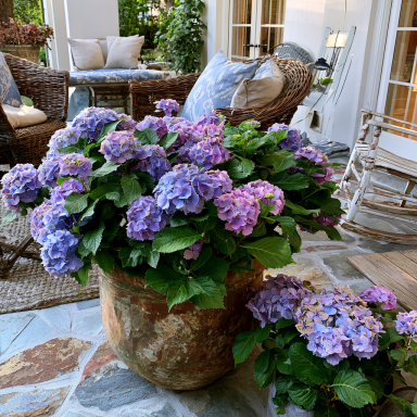 Hydrangea Arborescens Penny Mac-2.5 Inch Starter Plant-these area starting to go dormant, be aware.