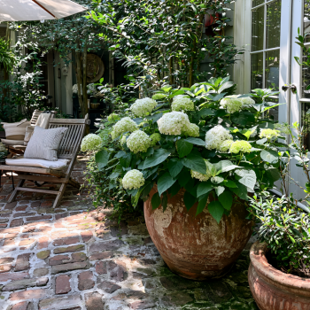 Hydrangea Arborescens Annabelle – 2.5 Inch Starter Plant, this is an “End of the Season” price
