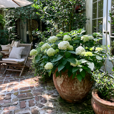 Hydrangea Arborescens Annabelle – 2.5 Inch Starter Plant, this is an “End of the Season” price