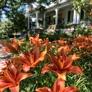 3  'Abbeville Pride' lily (Lilium 'Abbeville's Pride') Bulbs