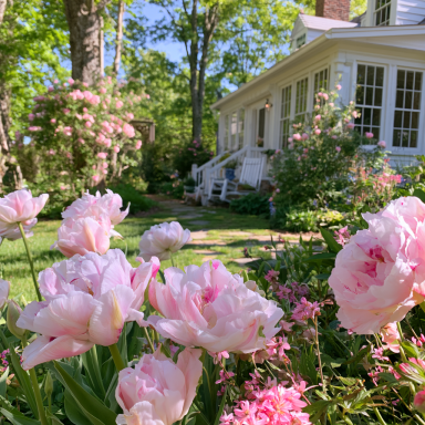 10 Angelique Peony Style Tulip Bulbs