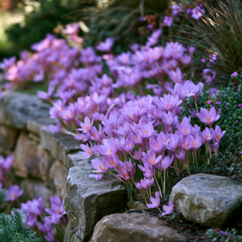 3 Autumn Crocus Colchicum Byzantium Bulbs-- Fall Blooming Mix!