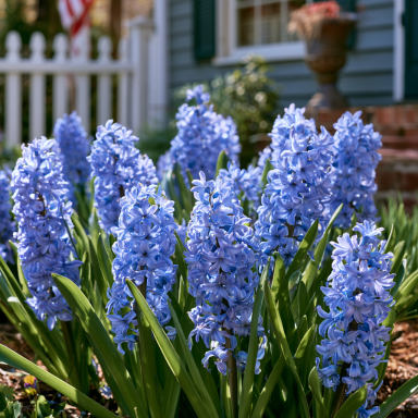 6 Blue Hyacinth (Hyacinthus orientalis) Bulbs