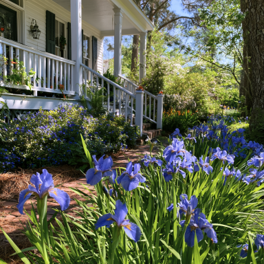 40 Blue Magic Hollandica Iris Bulbs---Perfect for Fall Planting!