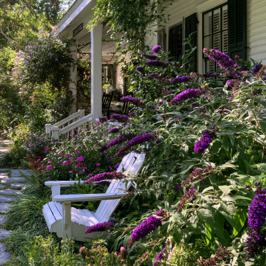 2 Buddleja “Black Knight” Butterfly Bushes in 3.5" Pots