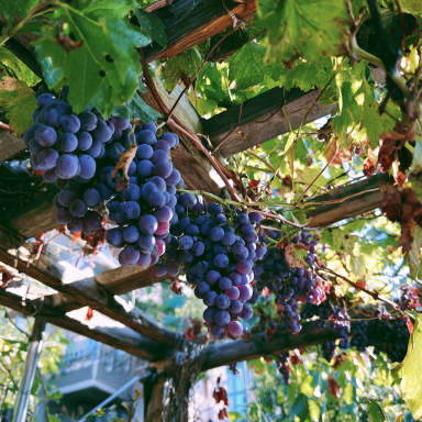 2 Concord Grape Vines, Bareroot good sized roots!