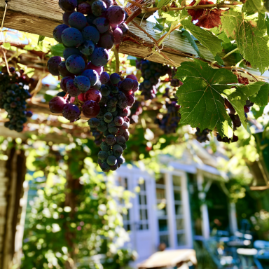 Concord Grape Vines, in one trade gallon pot (0.667 gallons of dirt)