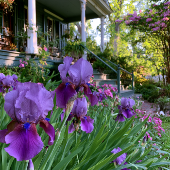 2 Dashing Bearded Iris (Iris germanica 'Dashing') Bareroots