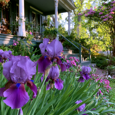 2 Dashing Bearded Iris (Iris germanica 'Dashing') Bareroots