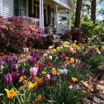 20 Deer Resistant Tulips Bulbs-Wildflower Mixture