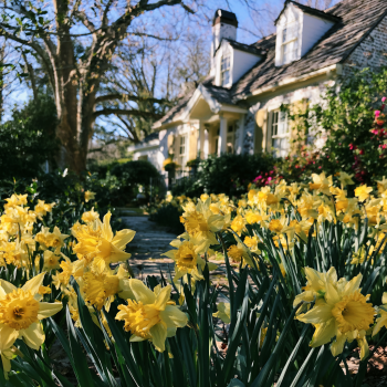 20 Narcissus – Dutchmaster: Trumpet Daffodil– You choose amount!