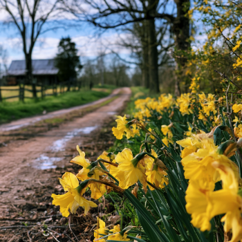 100 Dutch Master Daffodil 100 Bulbs – 12/14 cm Bulbs