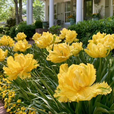 10 Eagle Wings Parrot Tulip Bulbs