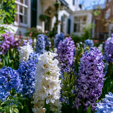 6 Hyacinth Delft Blue Mixture - Hyacinth orientalis