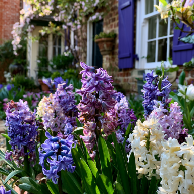 6 Hyacinth Purple Mixture - Hyacinth orientalis