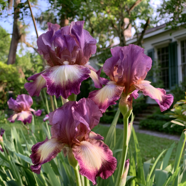 3 'I’ve Got Rhythm' (Iris germanica) Bareroots