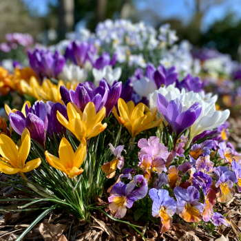 20 Jumbo Crocus Mixture Bulbs– Fall planting!
